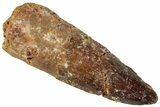 Fossil Spinosaurus Tooth - Real Dinosaur Tooth #310881-1